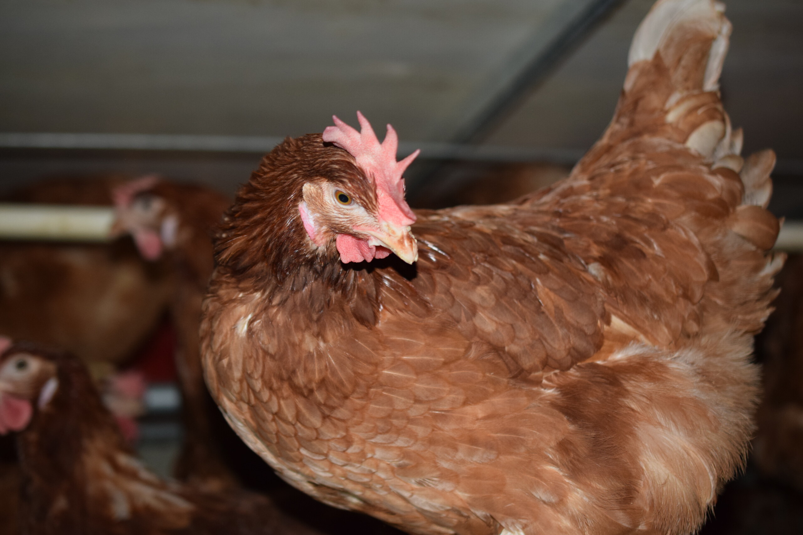 Valley Fresh Foods Animal Care certifications are some of the best in the egg industry