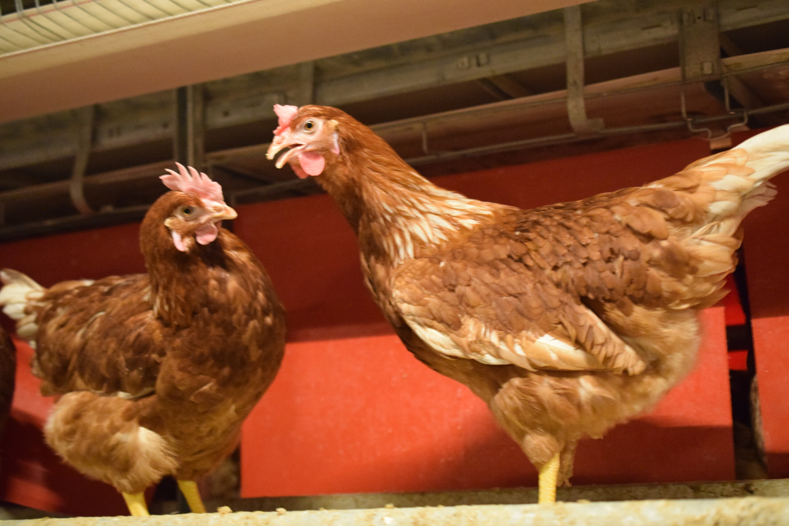 certified cage-Free local eggs at Valley Fresh Foods