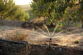 Water conservation at Valley Fresh Foods almond orchard