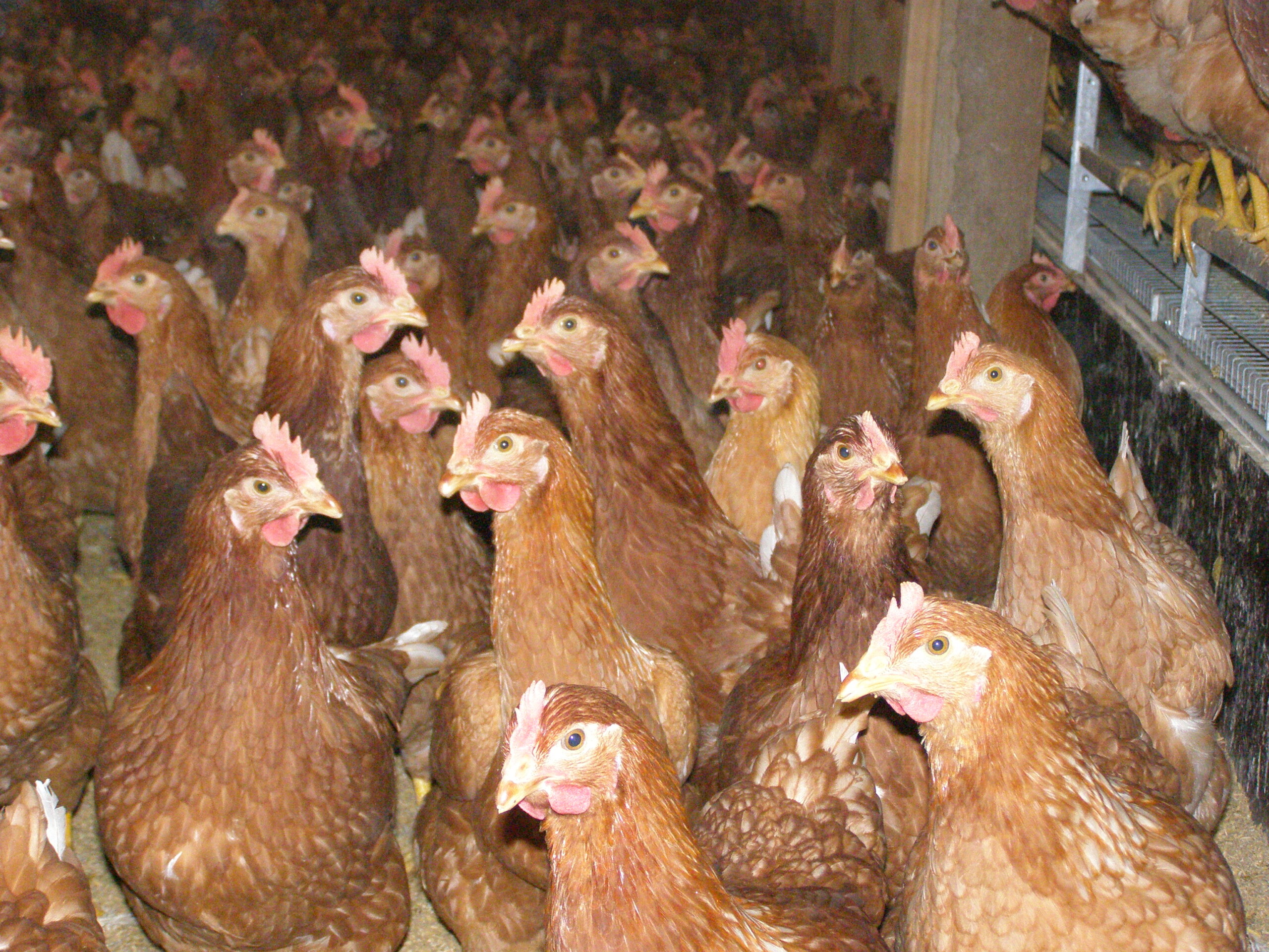 Valley Fresh foods hens doing hen behavior