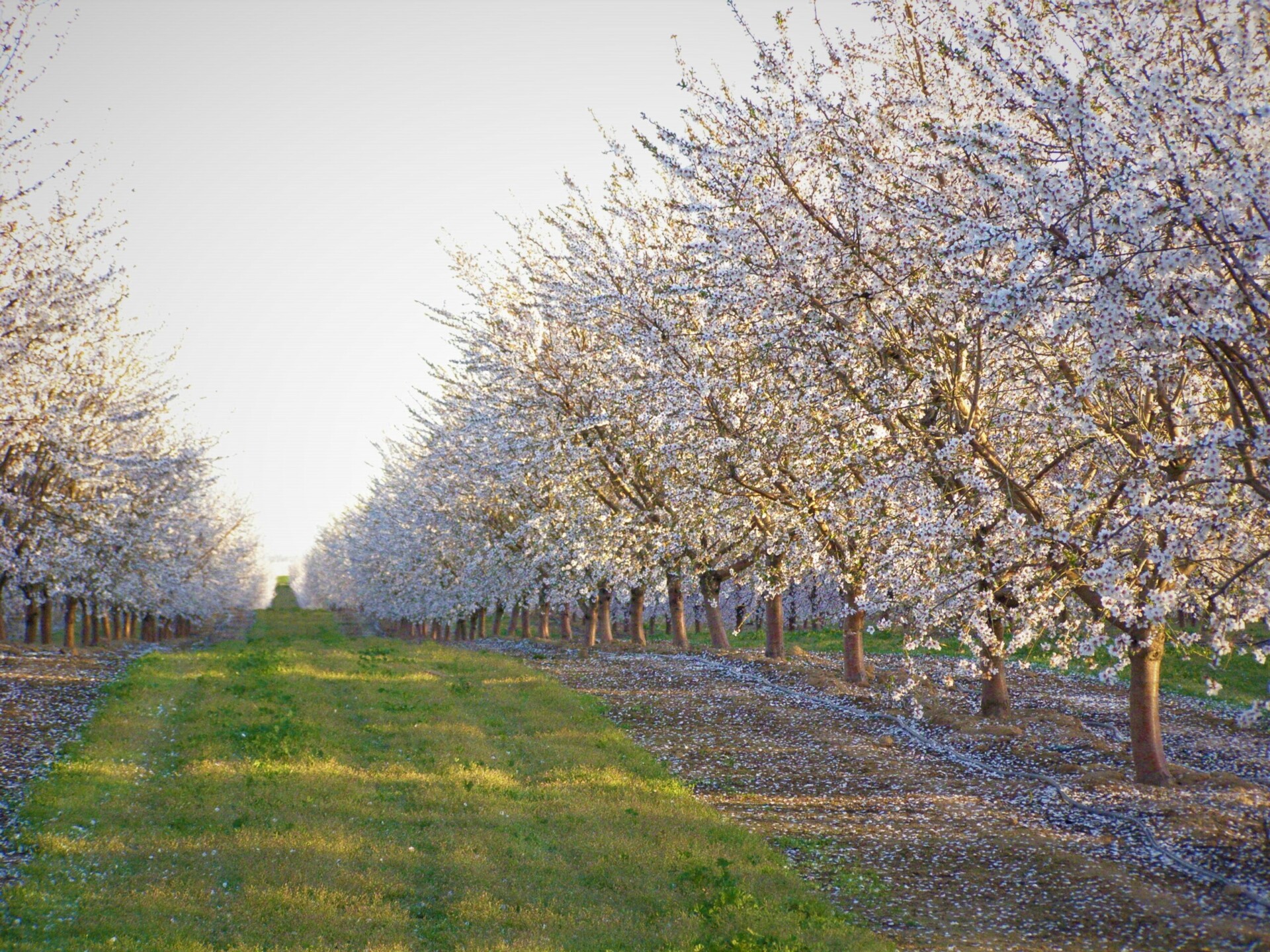 Valley Fresh foods values the environment with sustainably grown almonds