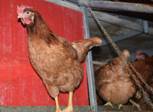 Valley Fresh Foods hens with nesting box. Part of our animal care program